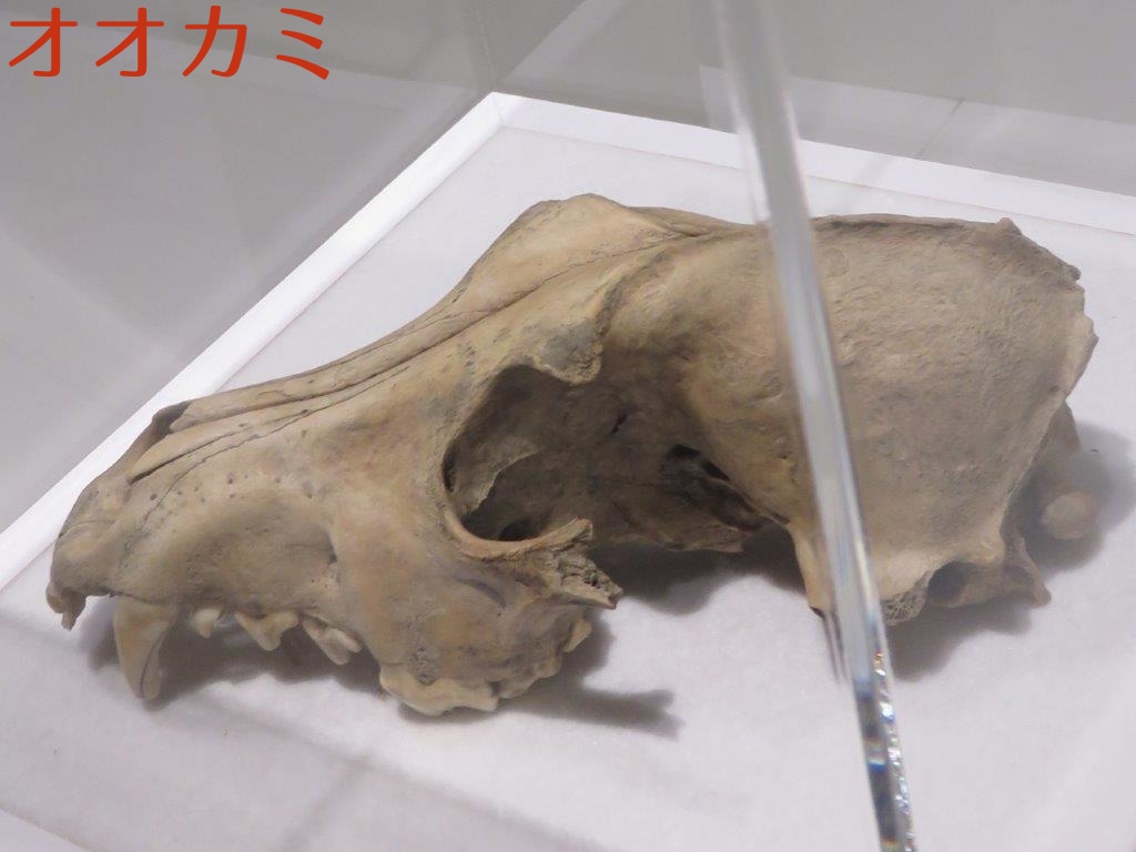 オオカミ
